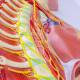 Nasco MG31332 Sympathetic Nervous System Model, 2/3 Life-Size - Angle 3