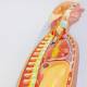 Nasco MG31332 Sympathetic Nervous System Model, 2/3 Life-Size - Angle 2