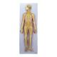 Nasco MG31333 Nervous System Model, Half-Size - Angle 1