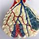 Nasco MG31336 Respiratory System with Alveoli Model, 150x Enlarged, Alveoli Close-up View