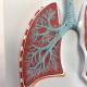 Nasco MG31336 Respiratory System with Alveoli Model, 150x Enlarged, Right Lung Cross-Section View