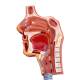 Nasco MG31336 Respiratory System with Alveoli Model, 150x Enlarged, Sagittal Section