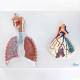 Nasco MG31336 Respiratory System with Alveoli Model, 150x Enlarged