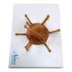 Nasco MG3188 Adenovirus Model, Enlarged - Angle 2