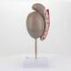 Nasco MG31912 Testicle Model, 3.5x Enlarged - Back View