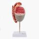 Nasco MG31912 Testicle Model, 3.5x Enlarged - Front View