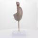 Nasco MG31912 Testicle Model, 3.5x Enlarged - Side View External Parts