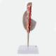 Nasco MG31912 Testicle Model, 3.5x Enlarged - Side View Internal Parts