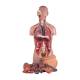 Nasco MG31997 Classic Unisex Torso Model, 16-Part, Disassembled