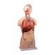 Nasco MG31997 Classic Unisex Torso Model, 16-Part, Right Angle View