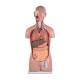Nasco MG31997 Classic Unisex Torso Model, 16-Part, Front View