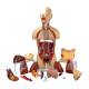 Nasco MG31998 Classic Unisex Torso Model, 18-Part, Disassembled (Stands not included)