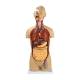 Nasco MG31998 Classic Unisex Torso Model, 18-Part