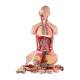 Nasco MG31999 Classic Dual-Sex Torso with Opened Neck and Back Model, 28-Part, Disassembled