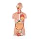 Nasco MG31999 Classic Dual-Sex Torso with Opened Neck and Back Model, 28-Part