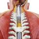 Nasco MG32003 Deluxe Dual-Sex Torso with Opened Neck and Back Model, 27-Part, Back Close-up View