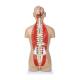 Nasco MG32003 Deluxe Dual-Sex Torso with Opened Neck and Back Model, 27-Part, Back View