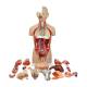 Nasco MG32003 Deluxe Dual-Sex Torso with Opened Neck and Back Model, 27-Part, Fully Disassembled
