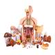 Nasco MG32003 Deluxe Dual-Sex Torso with Opened Neck and Back Model, 27-Part, Fully Disassembled Tiered Display (Stands not included)