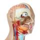 Nasco MG32003 Deluxe Dual-Sex Torso with Opened Neck and Back Model, 27-Part, Head Close-up View