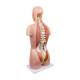 Nasco MG32003 Deluxe Dual-Sex Torso with Opened Neck and Back Model, 27-Part, Back Left Angle View