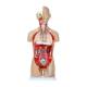 Nasco MG32003 Deluxe Dual-Sex Torso with Opened Neck and Back Model, 27-Part, Parts Removed