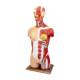 Nasco MG32004 Dual-Sex Muscular Torso with Opened Neck and Back Model, 28-Part, Left Angle View