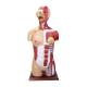Nasco MG32004 Dual-Sex Muscular Torso with Opened Neck and Back Model, 28-Part, Front View