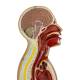 Nasco MG32013 Nasogastric Tube Torso Model, Midsagittal Cross Section View
