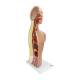 Nasco MG32013 Nasogastric Tube Torso Model, Sagittal Section