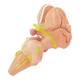 Nasco MG32071 Brainstem and Hypothalamus Model, 2x Enlarged, 4 Parts - Angle 2