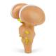 Nasco MG32072 Brain Stem Model, 3x Enlarged - Angle 1