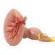 Nasco MG32072 Brain Stem Model, 3x Enlarged - Angle 2
