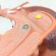 Nasco MG32072 Brain Stem Model, 3x Enlarged - Angle 3