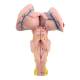 Nasco MG32074 Brainstem, Cerebellum, and Fourth Ventricle Model, 3 Parts - Angle 1
