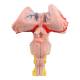 Nasco MG32074 Brainstem, Cerebellum, and Fourth Ventricle Model, 3 Parts - Angle 2