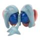 Nasco MG32216 Cerebral Ventricle and Basal Nucleus Model - Angle 1
