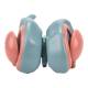 Nasco MG32216 Cerebral Ventricle and Basal Nucleus Model - Angle 2