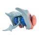 Nasco MG32216 Cerebral Ventricle and Basal Nucleus Model - Angle 4