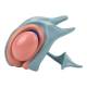 Nasco MG32216 Cerebral Ventricle and Basal Nucleus Model - Angle 5