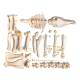 Nasco MG34406 Horse Skeleton Model, Unmounted - Angle 2