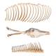 Nasco MG34406 Horse Skeleton Model, Unmounted - Angle 3