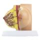 Nasco MG34670 Female Lactating and Non-Lactating Breast Models - Non-Lactating Breast Internal and External