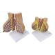 Nasco MG34670 Female Lactating and Non-Lactating Breast Models - Internal Parts
