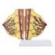 Nasco MG34670 Female Lactating and Non-Lactating Breast Models - Side View Internal Parts