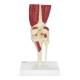 Nasco MG34917 Knee with Muscles Model - Back View