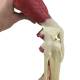 Nasco MG34917 Knee with Muscles Model - Angle 1