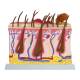 Nasco MG34920 Normal and Pathological Canine Skin Section Model, Enlarged - Angle 2