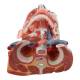 Nasco MG34921 Neck and Head Musculature Model, 10 Parts - Angle 13