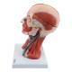 Nasco MG34921 Neck and Head Musculature Model, 10 Parts - Angle 2